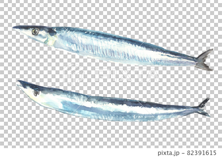 水彩で描いた秋刀魚のイラストのイラスト素材