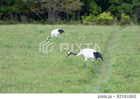 北海道釧路の野生の丹頂鶴がペアで餌を探している風景 82391662