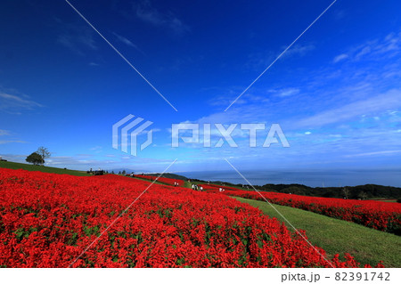 淡路島花さじきのサルビア 淡路島花さじきのサルビア 82391742