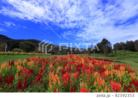 明石海峡公園のケイトウ 82392353