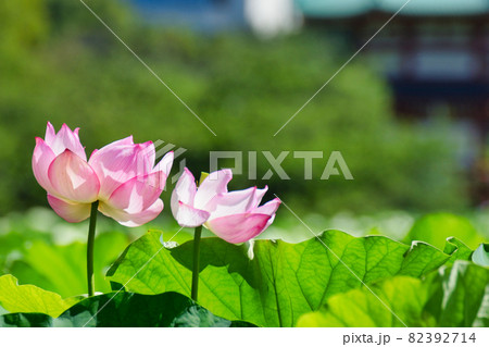 上野 不忍池の蓮の花と不忍池辨天堂の写真素材