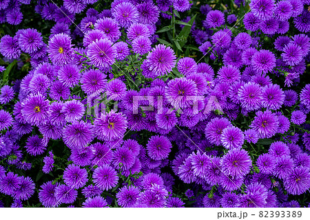 秋のガーデンで満開に咲く紫色の八重咲きアスターの花が美しい 82393389