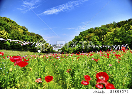 【神奈川】横須賀　くりはま花の国のポピーと鯉のぼり 82393572