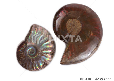 Ammonites isolated on white. Different ammonite varieties 82393777