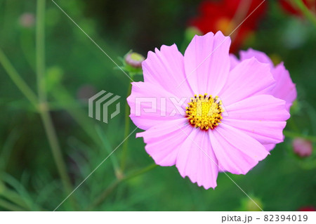 ピンクのコスモス ピンクのコスモス 82394019
