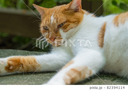 リラックスしている猫 リラックスしている猫 82394114