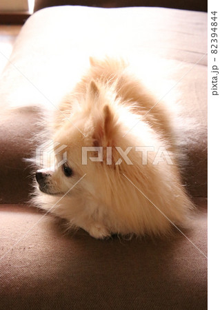 愛犬フォト 82394844