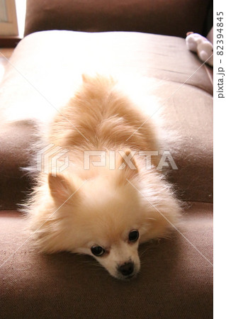 愛犬フォト 82394845