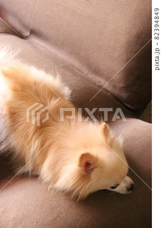 愛犬フォト 82394849