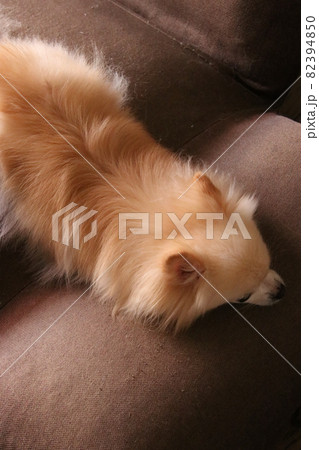 愛犬フォト 愛犬フォト 82394850