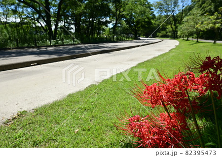 ウォーキングロードに咲くヒガンバナ 82395473