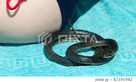 Black venomous snake curled up in a ball on a blue towel on the beach near a seated woman 82395982