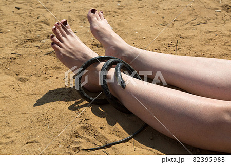 A venomous snake wrapped around the leg of a woman resting on the beach A venomous snake wrapped around the leg of a woman resting on the beach 82395983