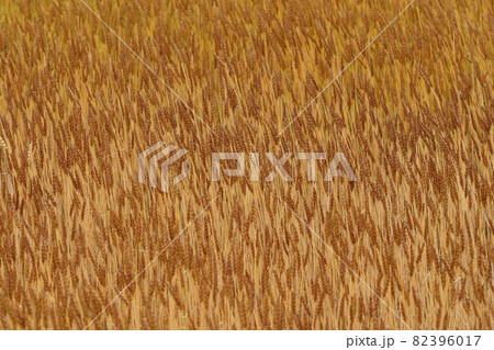 小麦畑　麦畑　小麦実り 82396017