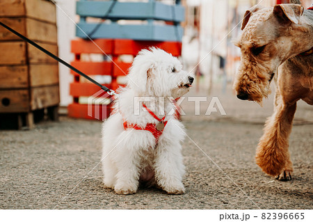 A small white lapdog with a red leash greets an adult brown dog. A small white lapdog with a red leash greets an adult brown dog. 82396665