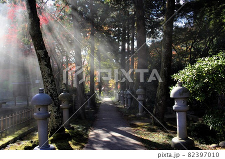 久安寺紅葉と木洩れ日 久安寺紅葉と木洩れ日 82397010