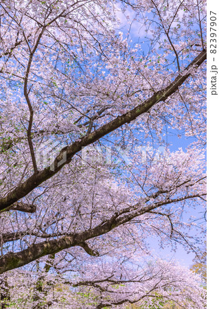 桜 82397907