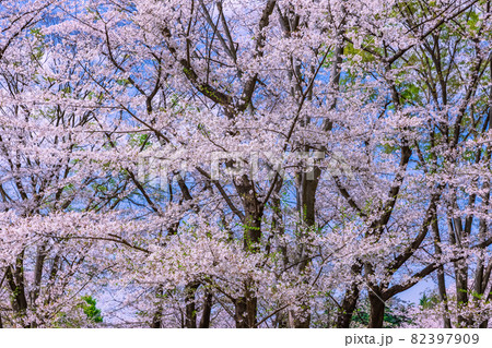 桜 82397909