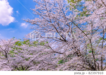 桜 82397910