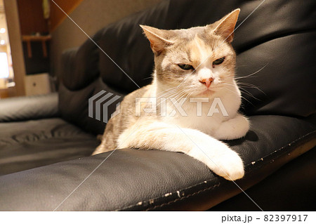 くつろいでる猫ちゃん 82397917