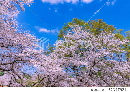 桜 82397921