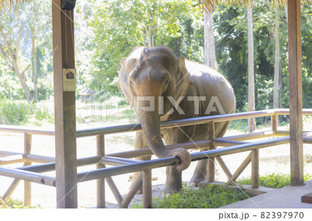 Elephant of Thailand. elephants in the elephant sanctuary center. 82397970
