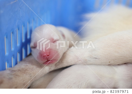 Close-up of puppy with mother dog at home. Dog breastfeeding puppies. Puppies sucking breast with milk from his mom. Close-up of puppy with mother dog at home. Dog breastfeeding puppies. Puppies sucking breast with milk from his mom. 82397971