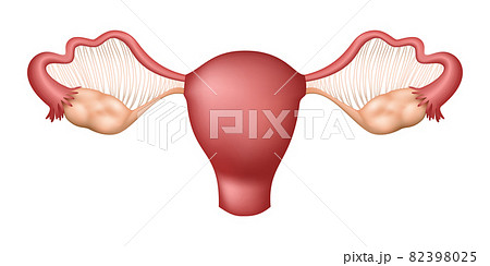 Female Ovaries - Reproductive System, Human Organs Collection, realistic vector illustration Female Ovaries - Reproductive System, Human Organs Collection, realistic vector illustration 82398025