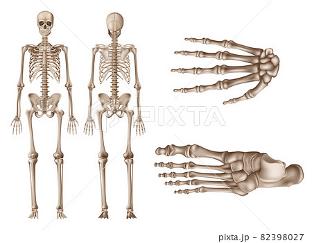 Human Skeleton, posterior and anterior views, realistic vector illustration Human Skeleton, posterior and anterior views, realistic vector illustration 82398027