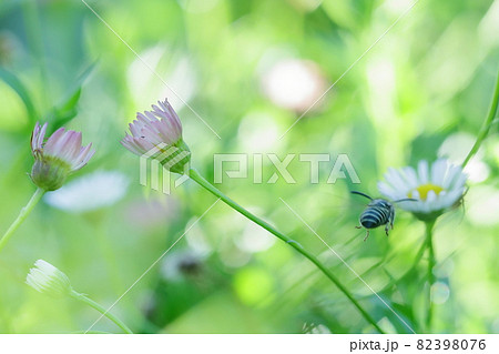 薄紅色の花2輪と白い小花に蜂が寄り添う光景 薄紅色の花2輪と白い小花に蜂が寄り添う光景 82398076