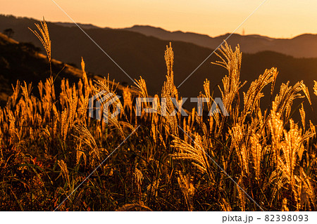 《長野県》ススキと朝日・秋のご来光 82398093