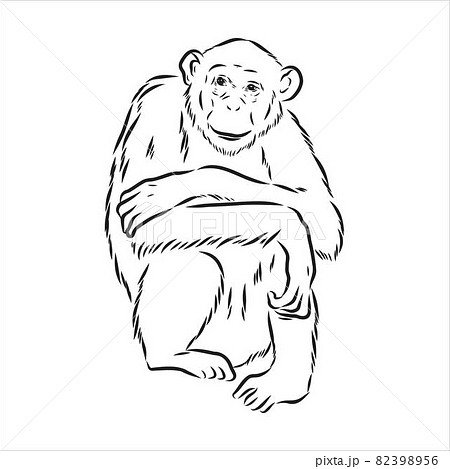 Hand drawn sketch style illustration of monkeyのイラスト