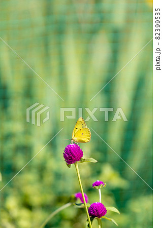 黄緑色の背景に赤紫色の千日紅に横向きで留まるモンキチョウ太陽な真赤な千日草に小さく咲く小さな虫 82399535