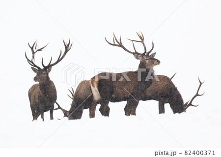 Group of red deer standing on snow isolated on white background Group of red deer standing on snow isolated on white background 82400371