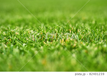 Selective focus photo of smooth lawn Selective focus photo of smooth lawn 82401239