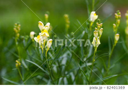 Yellow Snapdragon flowers on a summer day 82401369