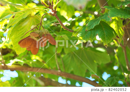 秋のカジカエデの茶色の実 82402052
