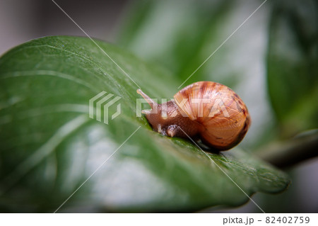 A small snail sits on a large leaf of a flower. Close-up 82402759