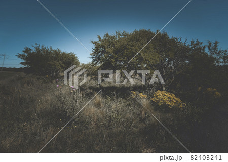 Flowery summer landscape Flowery summer landscape 82403241