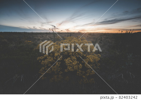 Flowery summer landscape Flowery summer landscape 82403242