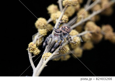 バグ 昆虫 苦悩 82403266