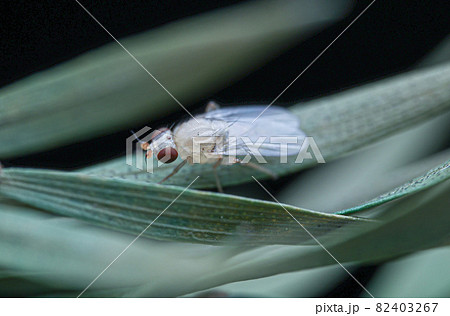 バグ 昆虫 苦悩 82403267