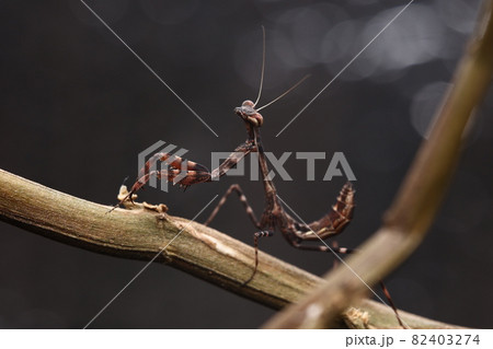 バグ 昆虫 苦悩 82403274