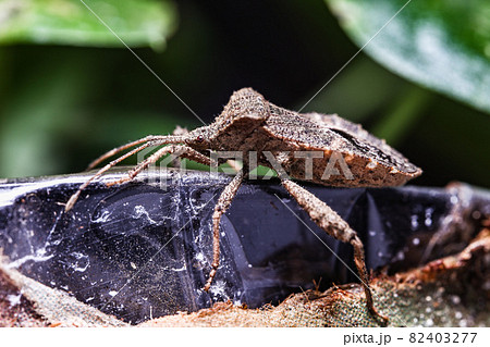 バグ 昆虫 苦悩 82403277