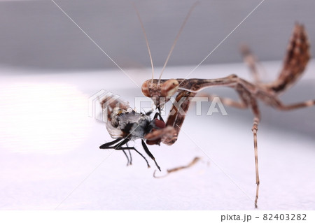 バグ 昆虫 苦悩 82403282
