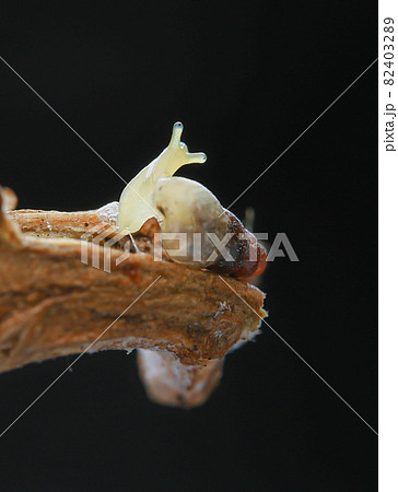 昆虫 虫 蟲 82403289