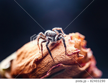 バグ 昆虫 苦悩 82403290