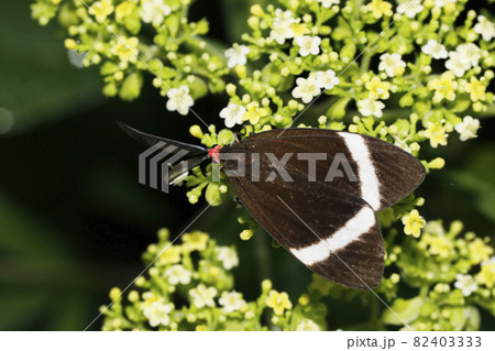 ホタルガ 82403333