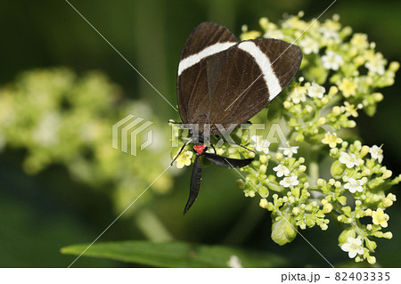 ホタルガ ホタルガ 82403335