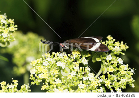 ホタルガ 82403339